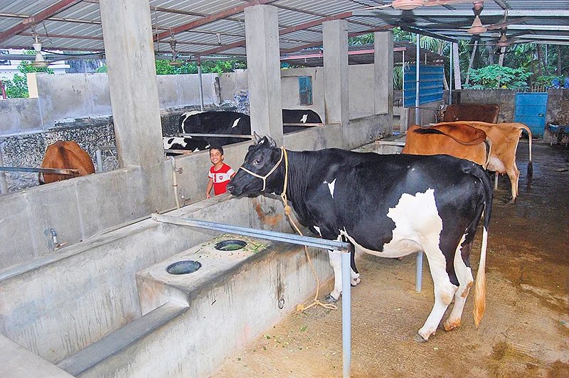 பண்ணையில் கலப்பின மாடுகள்