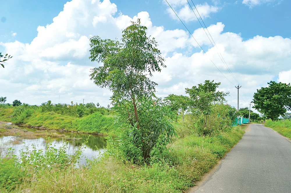 சாலையோரத்தில் வளரும் மரங்கள்