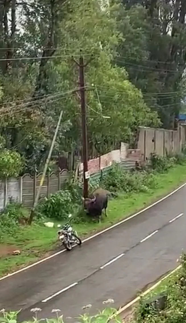 காயத்துடன் காட்டுமாடு
