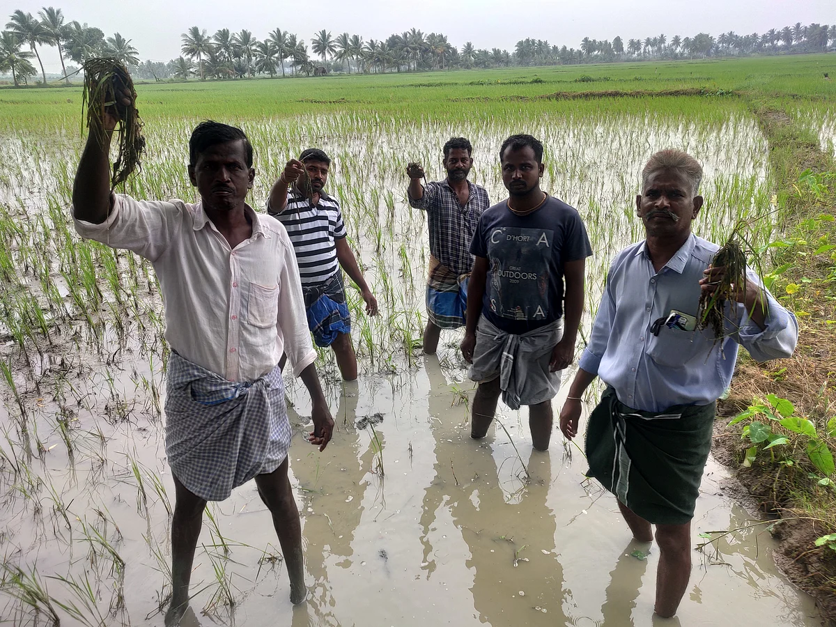 பாதிக்கப்பட்ட பயிர்களுடன் விவசாயிகள்