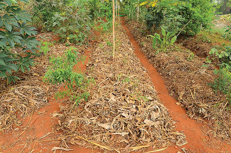 மூடாக்கு விவசாயம்