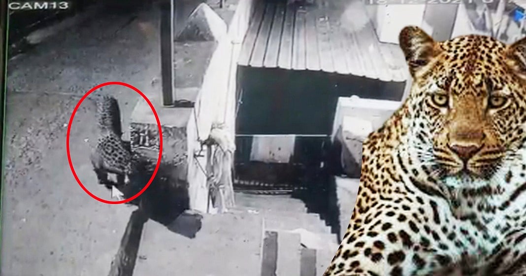 `இருட்டிட்டா வெளிய வர பயமா இருக்கு... சீக்கிரமா சிறுத்தைய பிடிக்கணும்!' - அச்சத்தில் மதுக்கரை மக்கள்