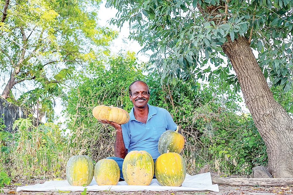 பூசணியுடன் மணி
