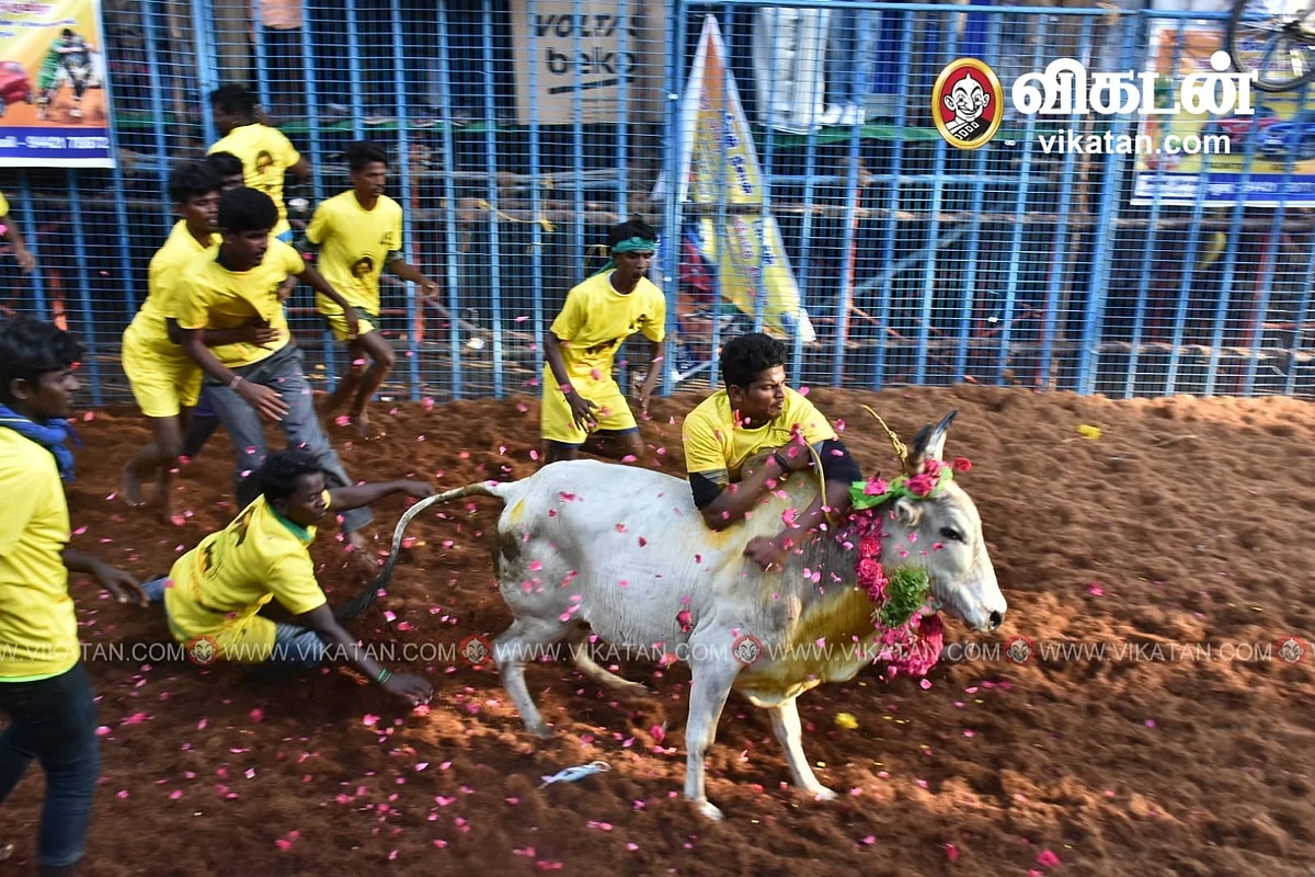 அவனியாபுரம் ஜல்லிக்கட்டு.