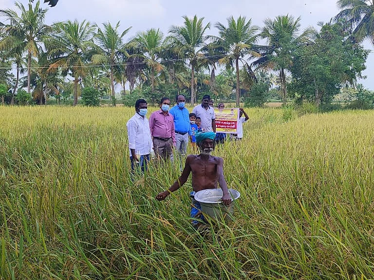 நஞ்சை தரிசில் உளுந்து சாகுபடி திட்டம்; அரசின் புது முயற்சி விவசாயிகளுக்குப் பலனளிக்குமா?