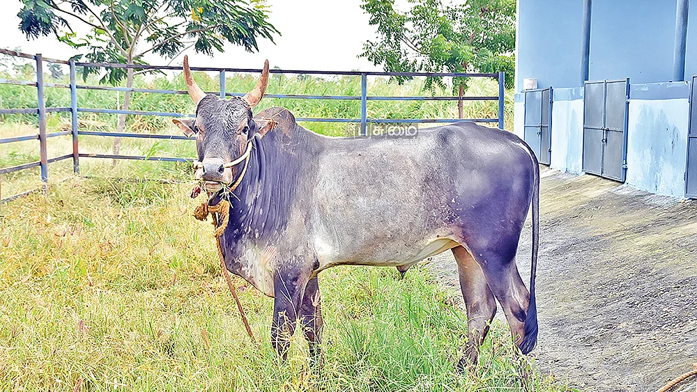 புலிக்குளம் காளை