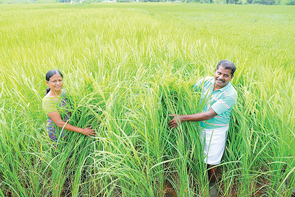 தங்கச் சம்பா வயலில்