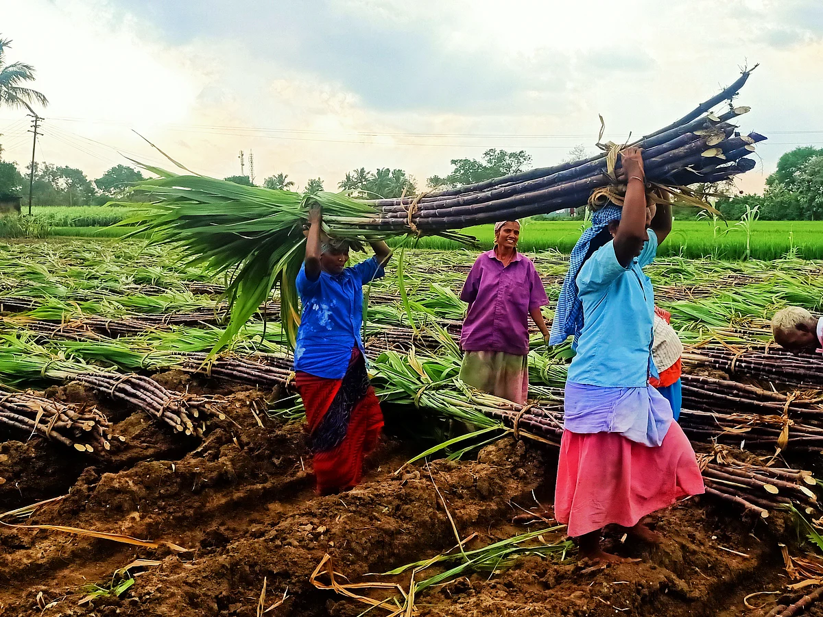 விழுப்புரம்: பொங்கல் பண்டிகையை முன்னிட்டு கரும்பு அறுவடை பணிகள் தீவிரம்! | புகைப்படத் தொகுப்பு