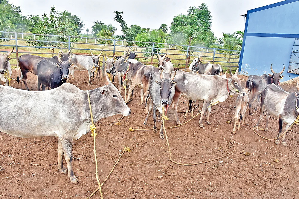 புலிக்குளம் மாடுகள்