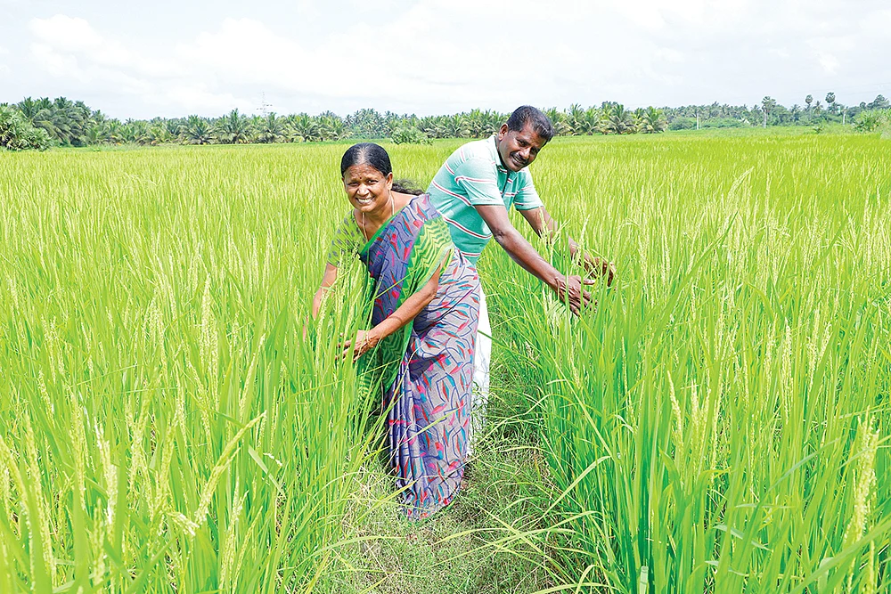 ஆத்தூர் கிச்சிலிச் சம்பா வயலில் அன்பழகன் - மணிமேகலை தம்பதி.
