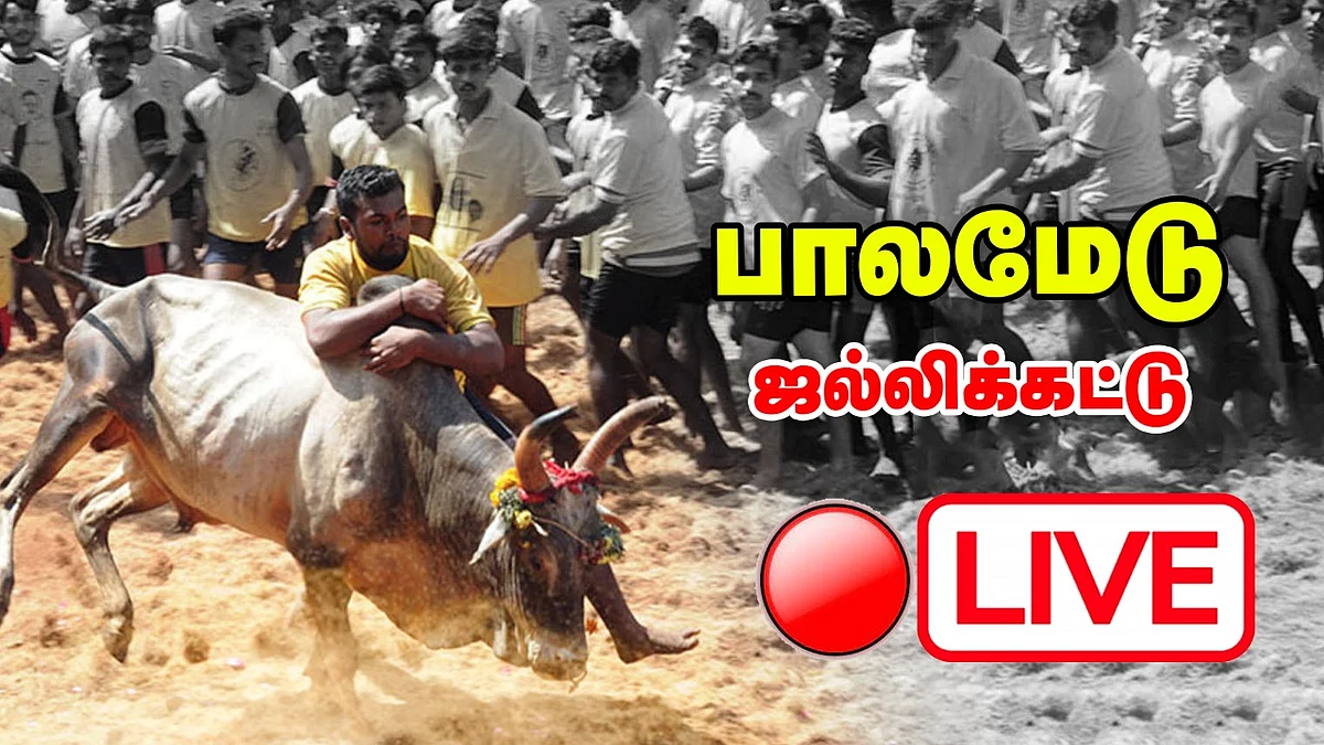 ஜல்லிக்கட்டு