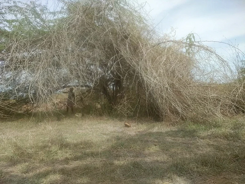 கருவேலம் மரம் அடர்ந்த பழைய வயல்