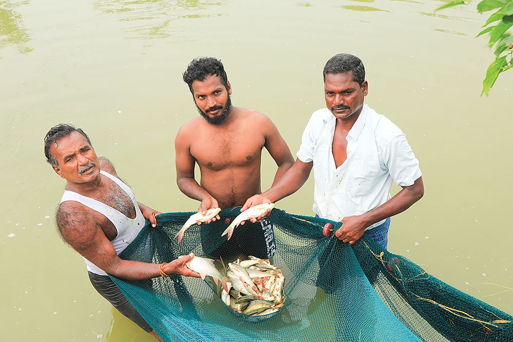 மீன் அறுவடையில் காந்தி(பனியன் அணிந்திருப்பவர்)
