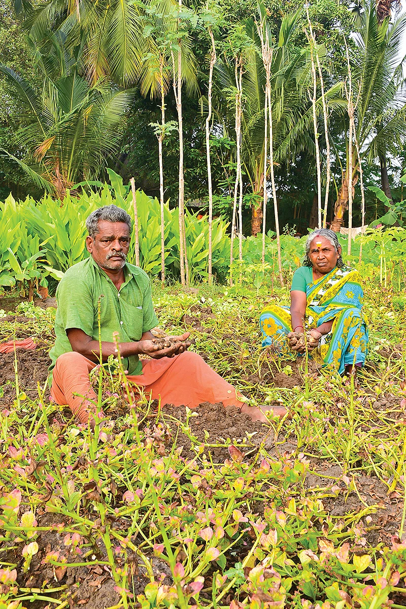 கிழங்கு தோண்டும் பணியில்