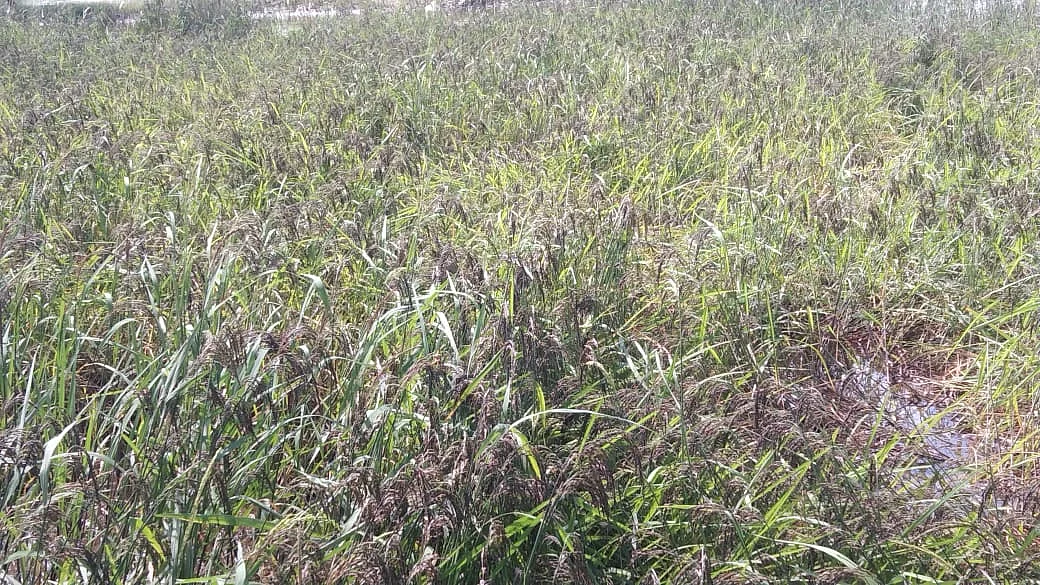 கருப்பு கவுனி