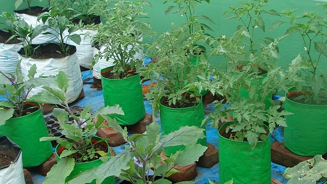 மாடித்தோட்டம்