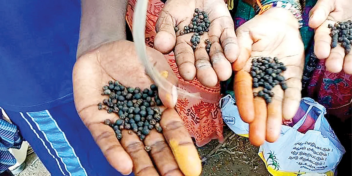 கலப்பட பொங்கல் பரிசு