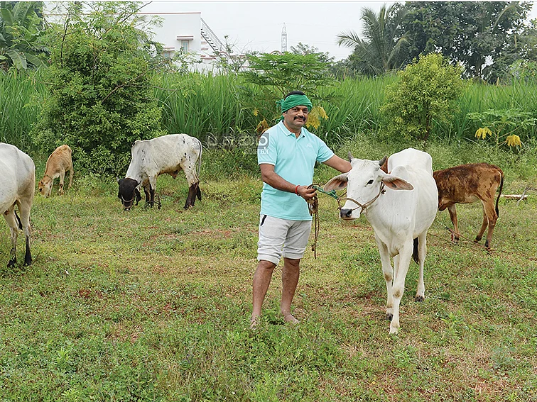 நாட்டு மாடுகளுடன் ஜி.கே.நாகராஜ்