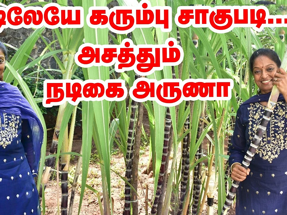 வீட்டிலேயே கரும்பு சாகுபடி; நடிகை அருணாவின் அசத்தல் முயற்சி! | Pasumai Vikatan