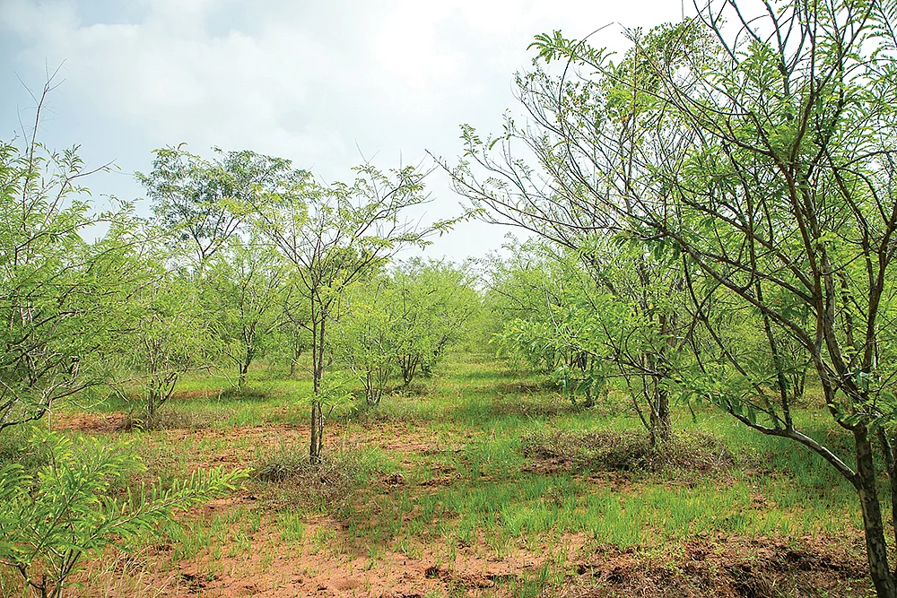 மரம் வளர்ப்பு