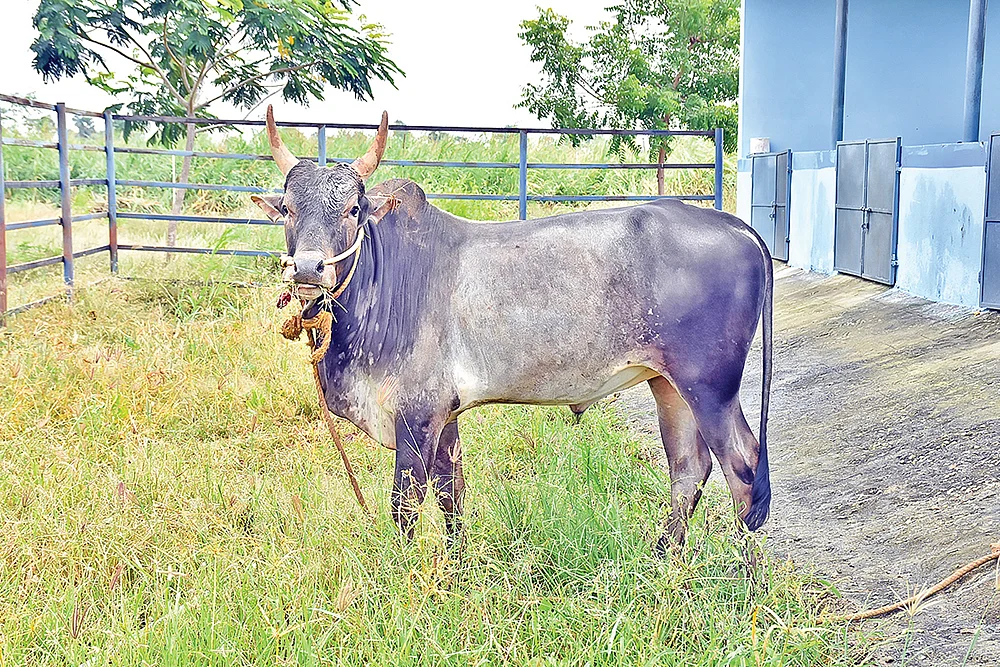 புலிக்குளம் காளை