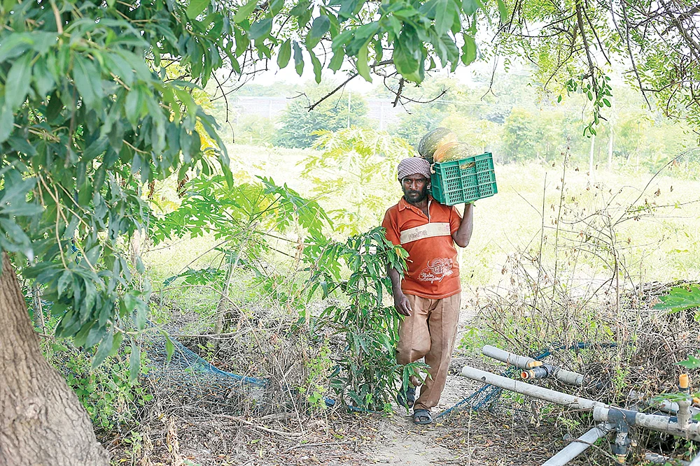 பூசணி அறுவடை