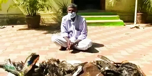 உயிரிழந்த மயில்கள்
