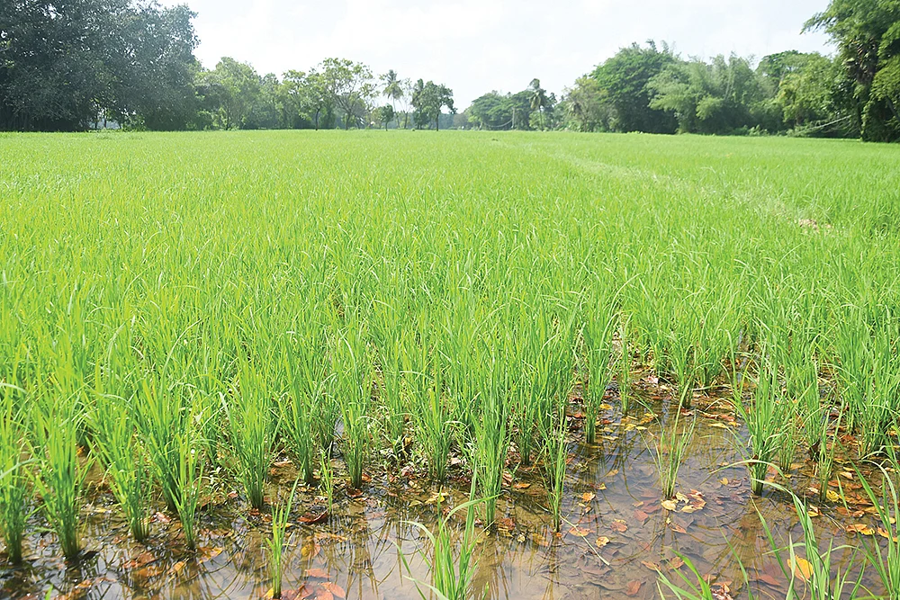 விவசாயம்