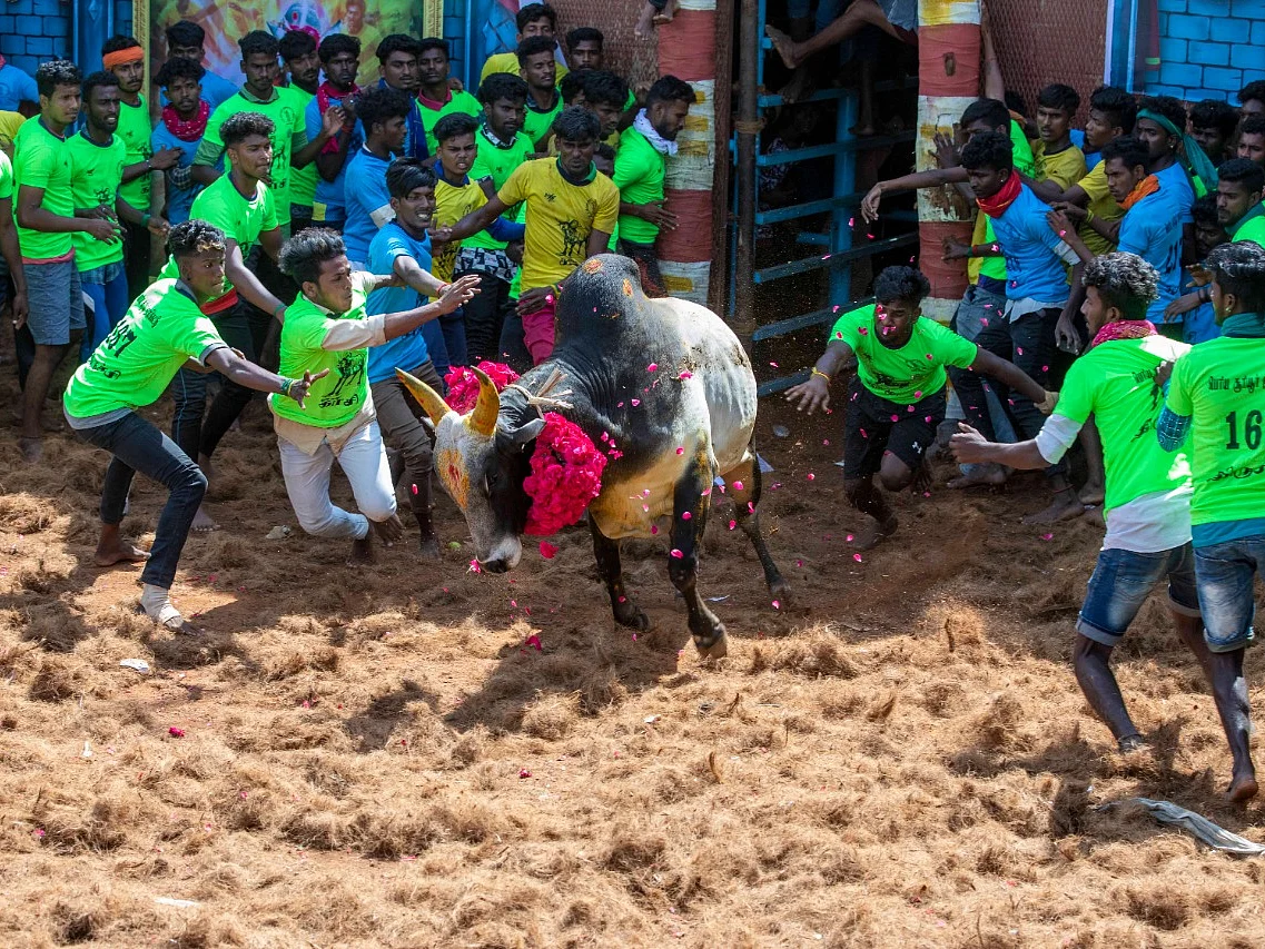 சீறிப் பாய்ந்த காளைகள்... திருச்சி சூரியூர் ஜல்லிக்கட்டு படங்கள்! #PhotoAlbum