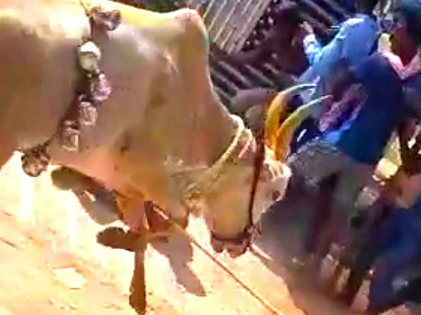 வேலூர்: காளை மாடு முட்டியதில் சிறுவன் பலி! - விழா ஏற்பாட்டாளர்கள் 4 பேர் கைது