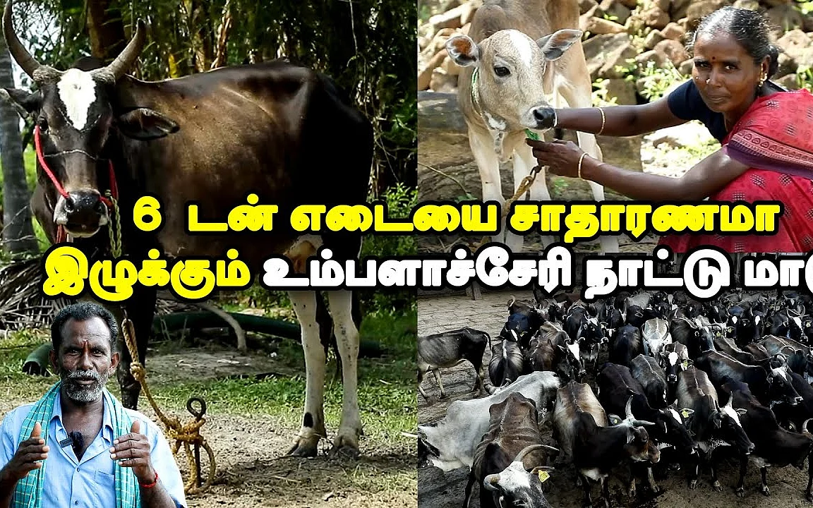 உம்பளாச்சேரி மாடுகள்