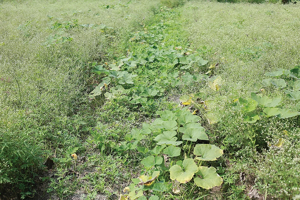 பூசணி வயல்
