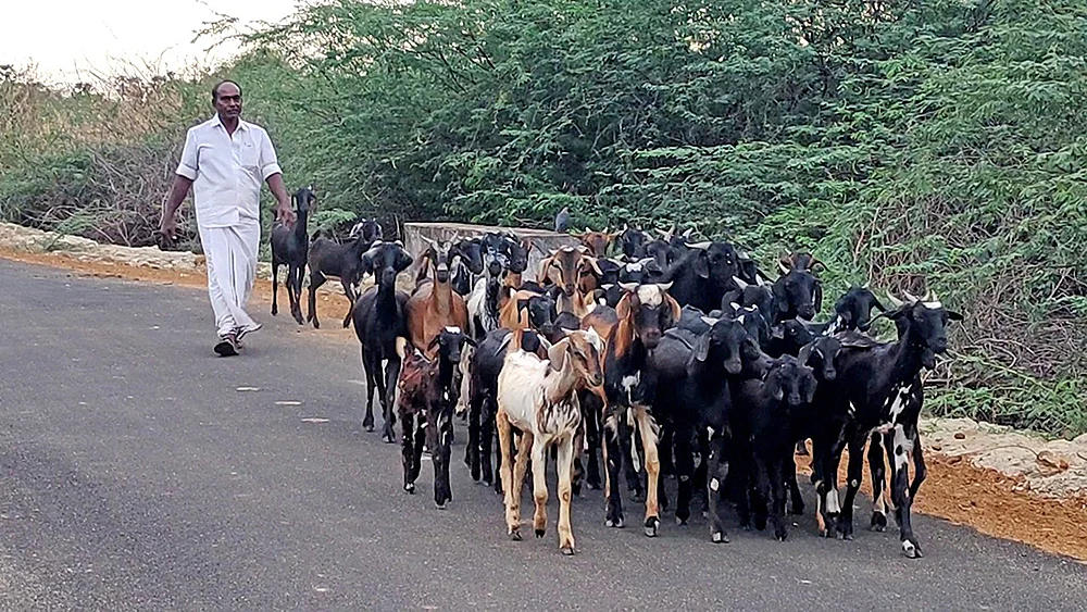 இப்போ என்ன செய்றாங்க?! - ஆடு மேய்க்கிறார்... கருப்பட்டி விற்கிறார்...