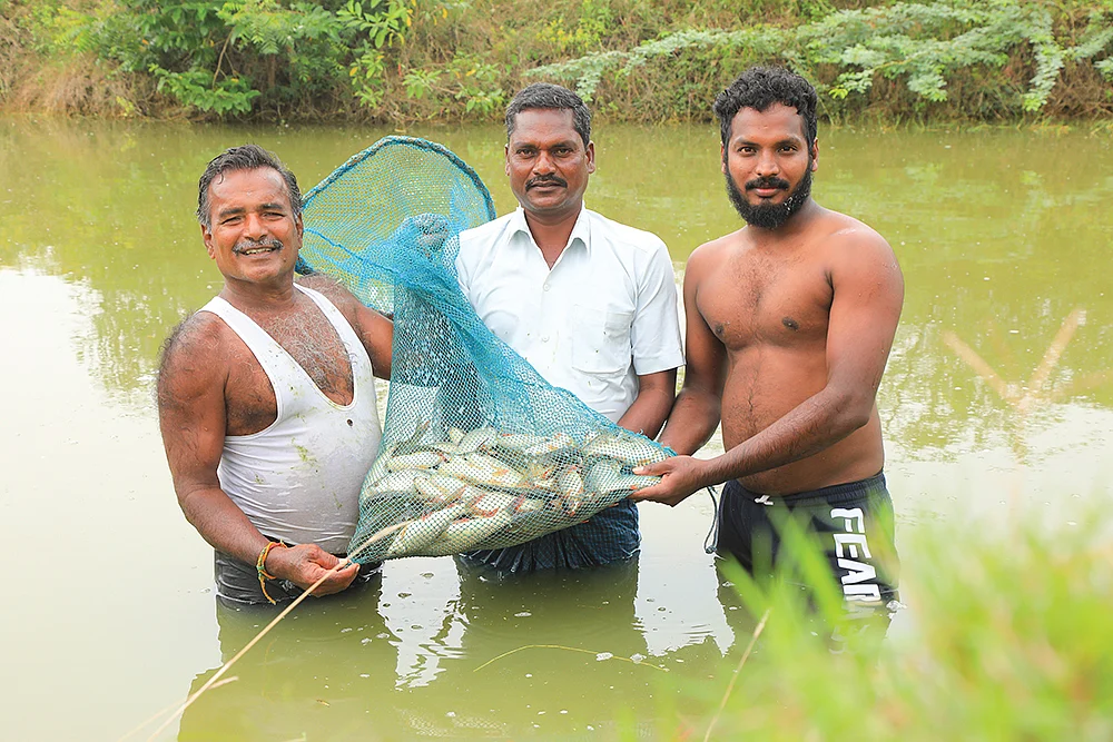மீன் அறுவடையில்