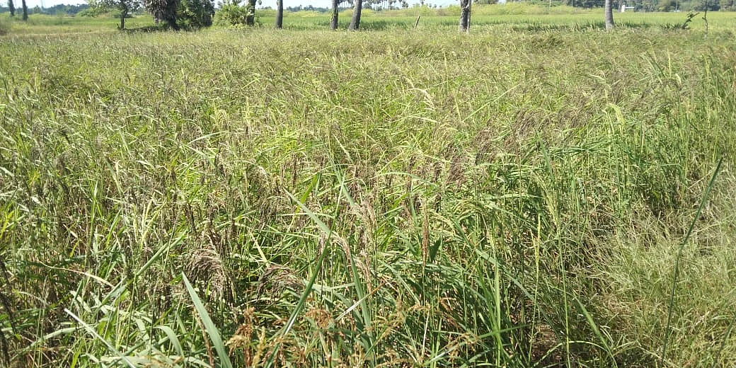 கருப்புகவுனி