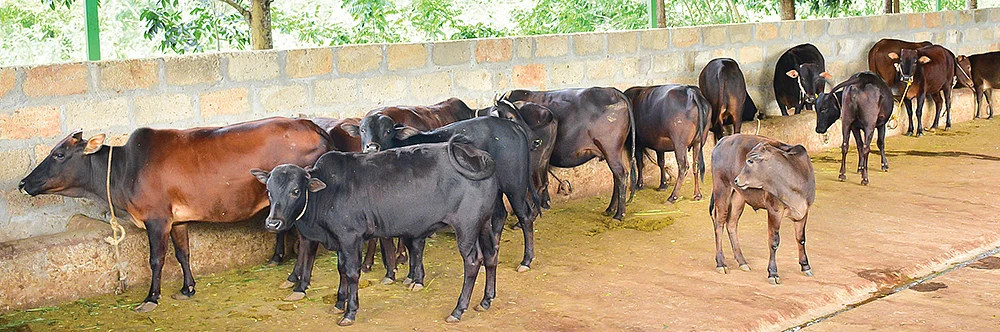 மலநாடு கிட்டா மாடுகள்