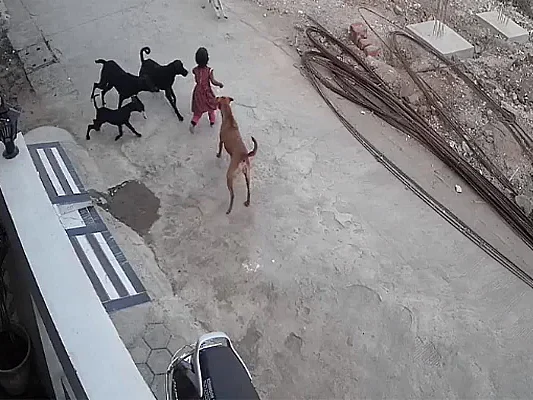 தெருவில் விளையாடிக் கொண்டிருந்த சிறுமி; விரட்டிவிரட்டி கடித்து குதறிய நாய்கள்! -ம.பி.யில் பயங்கரம்