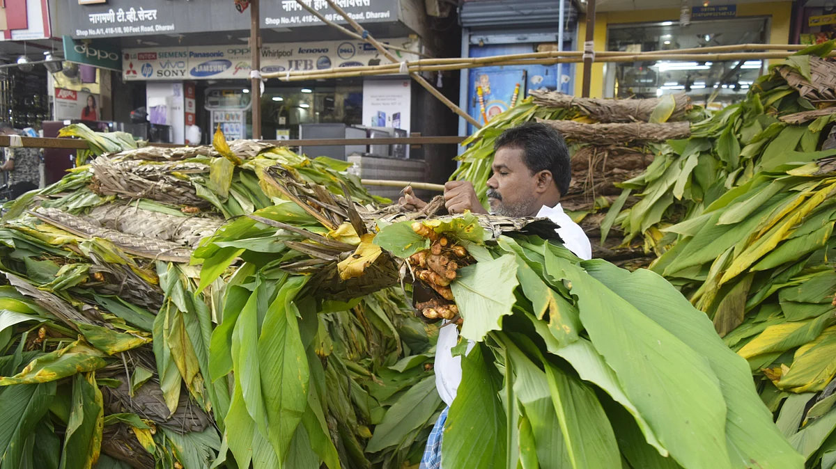 பொங்கலுக்காக தாராவி வந்துள்ள மஞ்சள்