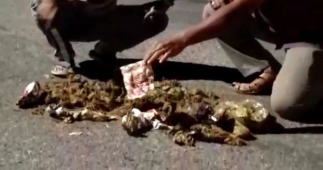 யானை சாணத்தில் பால் கவர்