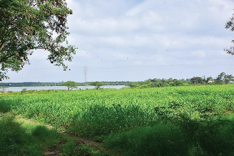 பண்ணையில் தீவனம்