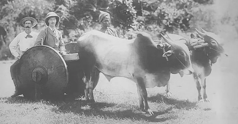 பிரிட்டிஷ் ஆட்சிக் காலத்தில் வண்டி இழுக்கும் அம்ரித் மகால் மாடுகள்