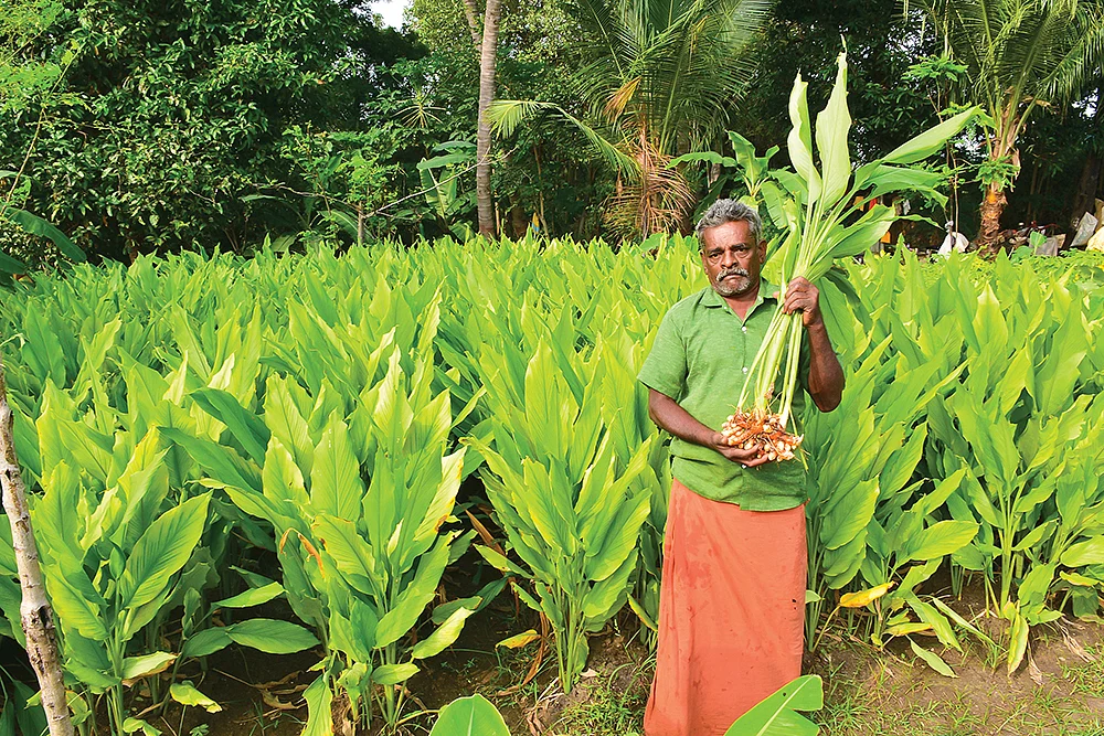 மஞ்சள் வயலில் சுப்பிரமணியன்