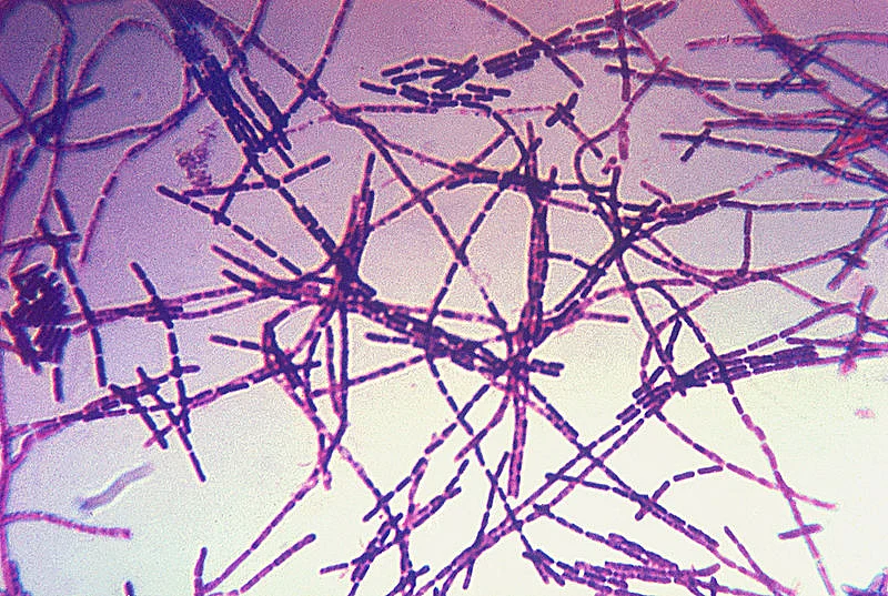 Bacillus Anthracis