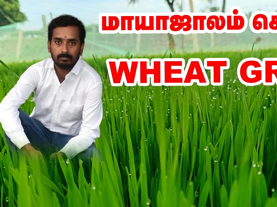 இது பச்சை ரத்தம்: கோதுமைப் புல் வளர்ப்பில் கலக்கும் இளைஞர்! | How to grow wheat grass