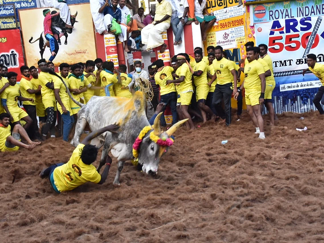 அலங்காநல்லூரில் சீறிப் பாய்ந்த 1020 காளைகள்; அனல் பறக்கும் புகைப்படங்கள்!