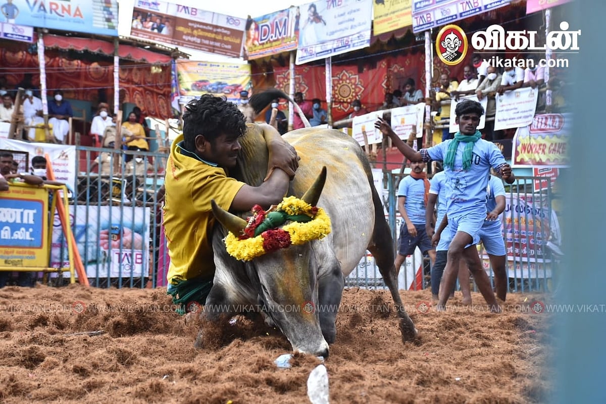 ஜல்லிக்கட்டு: காளைகளின் களமான பாலமேடு; அதிக காளைகளைப் பிடித்து இளைஞர் பிரபாகரன் முதலிடம்!