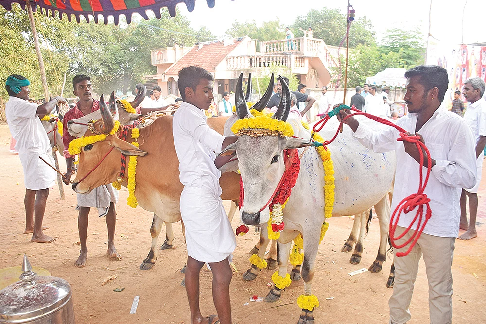 மண்வாசம் வீசும் மாடு அவிழ்க்கும் விழா!