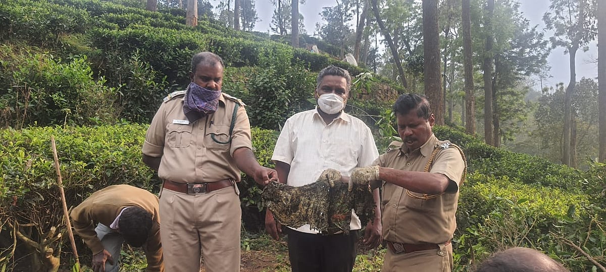 வயிற்றில் நூடுல்ஸ் பாக்கெட்; குடல் அழுகி பரிதாபமாக உயிரிழந்த காட்டுமாடு!