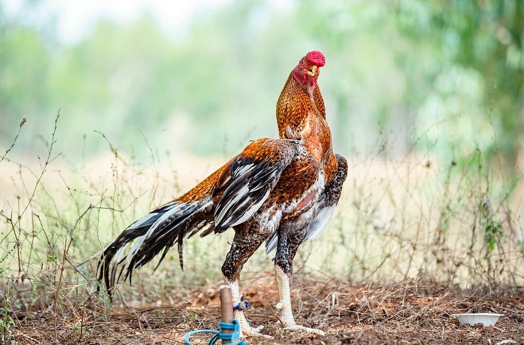 ₹3.50 லட்சத்துக்கு விலை போன `பொன்ராம் கீரி' வகை சேவல்; திண்டுக்கல் சுவாரஸ்யம்!