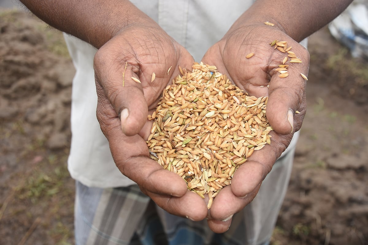மயிலாடுதுறையில் திடீர் மழை; மூழ்கிய 1,000 ஏக்கர் நெற்பயிர்கள்!